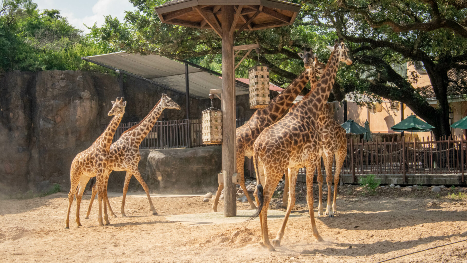 Staff Benefits - The Houston Zoo