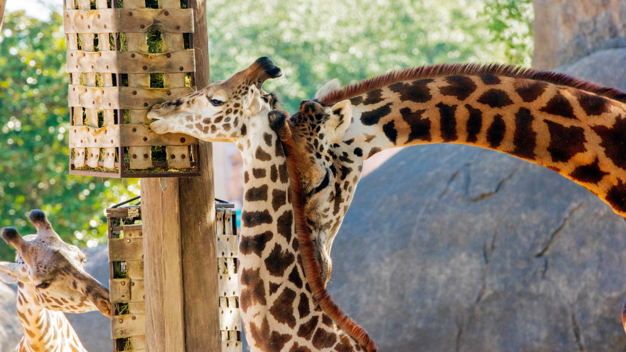 two giraffes eating browse from their habitat