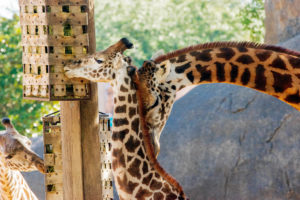 Giant Giraffes