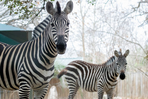 opener Beugel Pak om te zetten Double the Stripes - The Houston Zoo