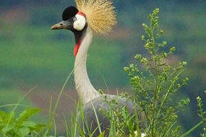Houston Zoo Affiliates Honored for Saving Animals in the Wild