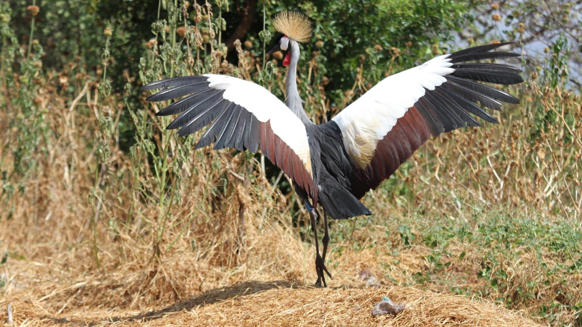 Grey Crowned Crane The Houston Zoo