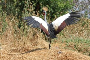 Saving Endangered Grey Crowned Cranes