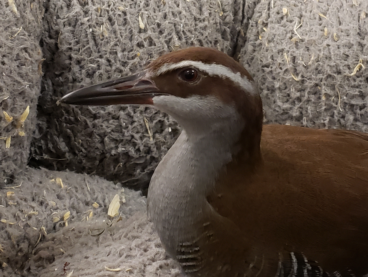 Guam Rail The Houston Zoo