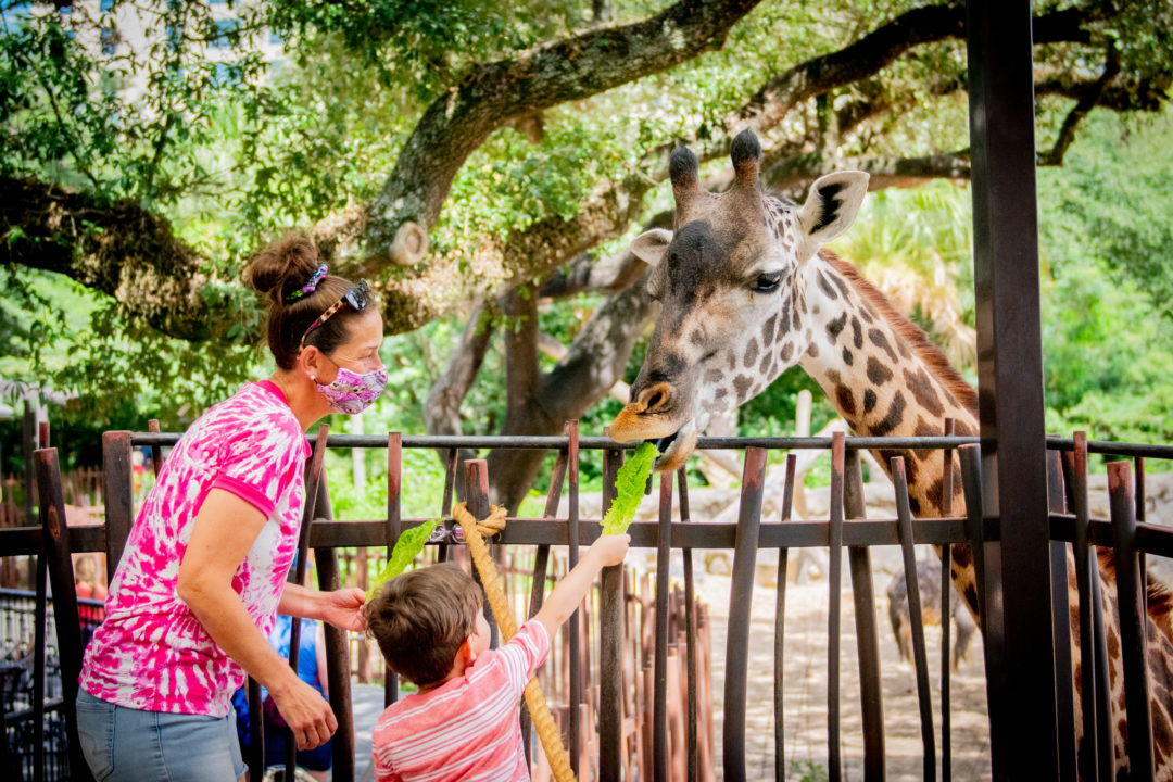 Webcams The Houston Zoo