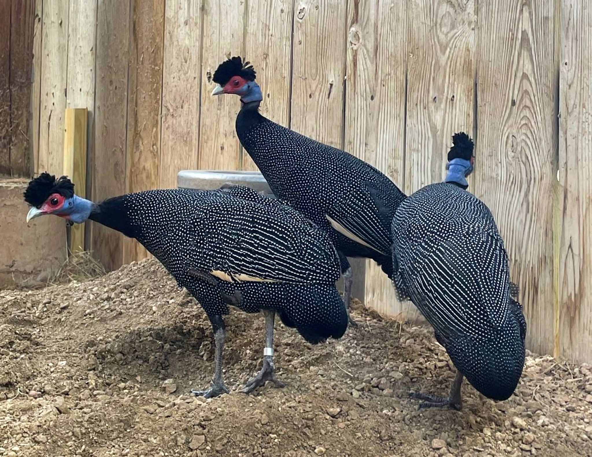 New Zoo Friends Are Ready For Back-to-school Season - The Houston Zoo