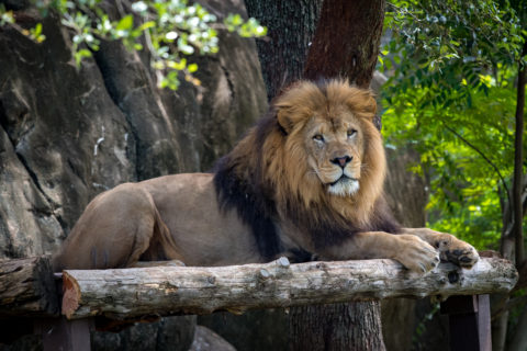 Good News: Texas Schools are Helping us Save Lions in the Wild - The  Houston Zoo