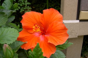 Freeze Protection for Plants