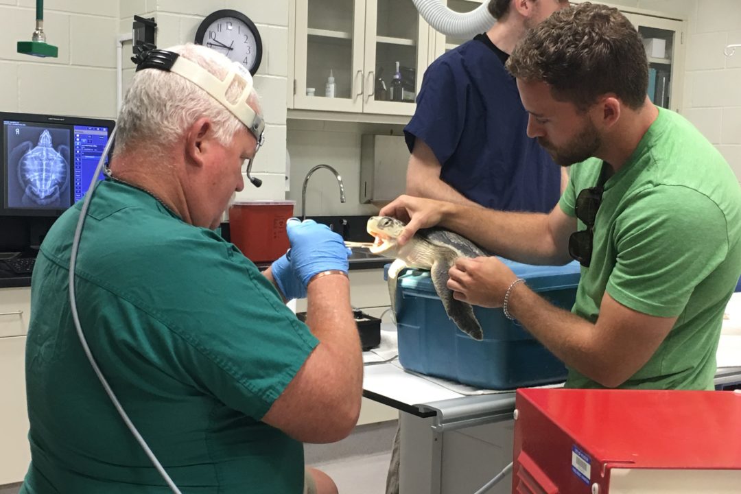 veterinarian evaluating a sea turtle with sea turtle hospital keeper