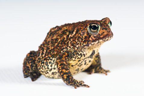 The Endangered Houstonian: Houston Toad Populations on the Road to