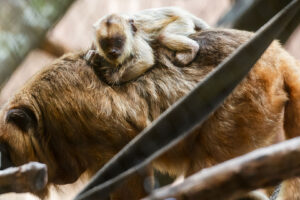Mother’s Day at Houston Zoo
