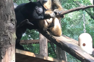 Happy Howlerween – Learn About our Howler Monkeys