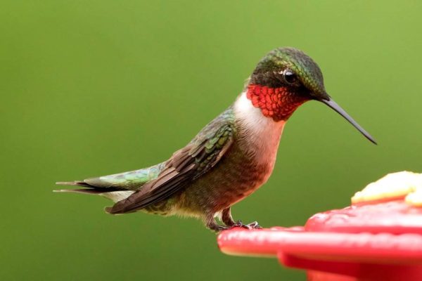 5 Ways to Celebrate Earth Day