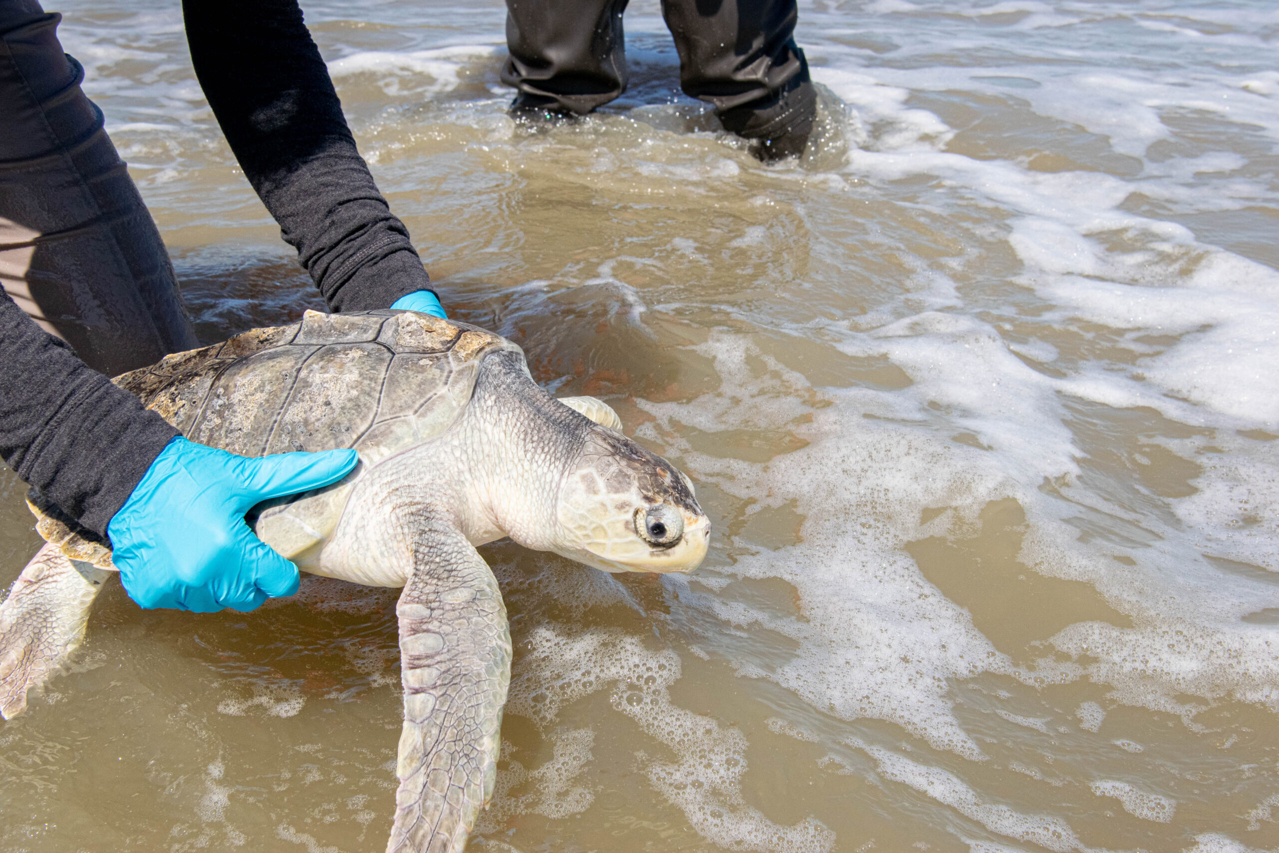 14 Kemp’s Ridley Sea Turtles Released into the Wild The Houston Zoo