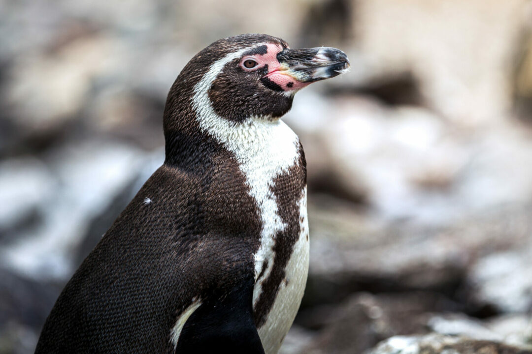 humboldt penguin standing