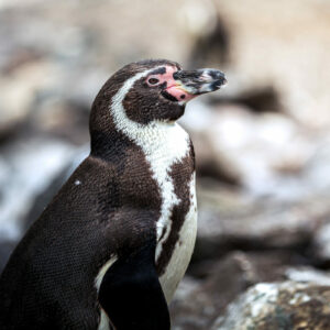 humboldt penguin standing