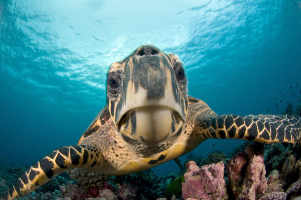 up-close shot of wild sea turtle swimming in ocean