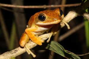 Searching for Reptiles and Amphibians in India: Day 4