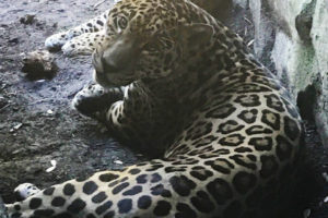 Jaguar Matchmaking