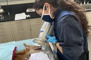 Jennifer taking x-rays of a fox