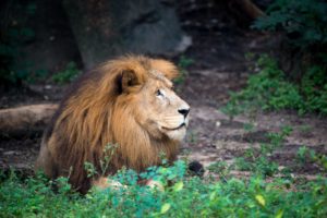 Majestic Lion Passes at the Zoo