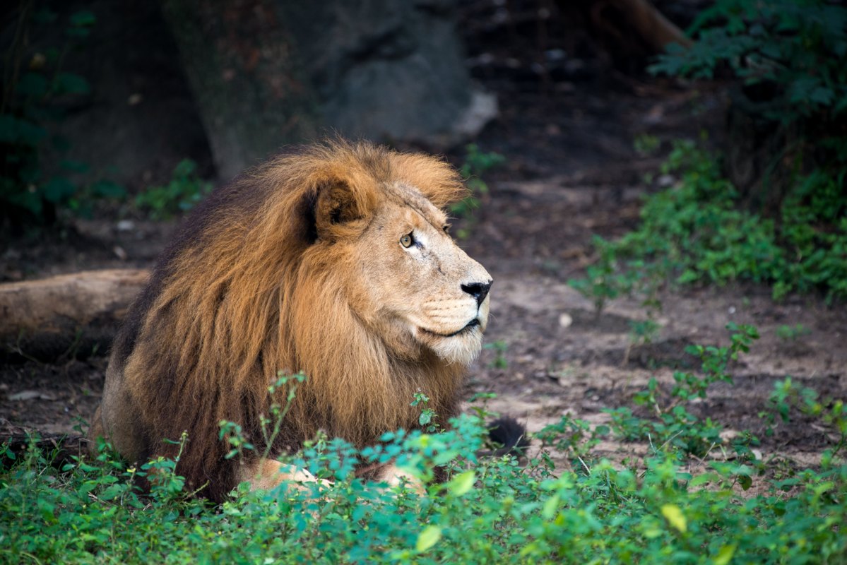 Majestic Lion Passes at the Zoo - The Houston Zoo