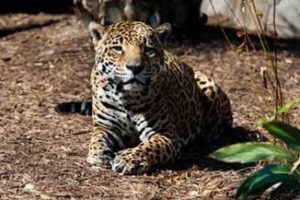 Mourning the Loss of Our Geriatric Jaguar, Kan Balam
