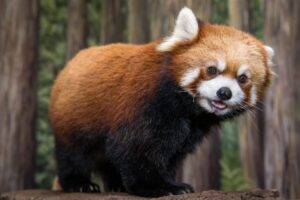 Mourning the Sudden Loss of Red Panda Li Ming