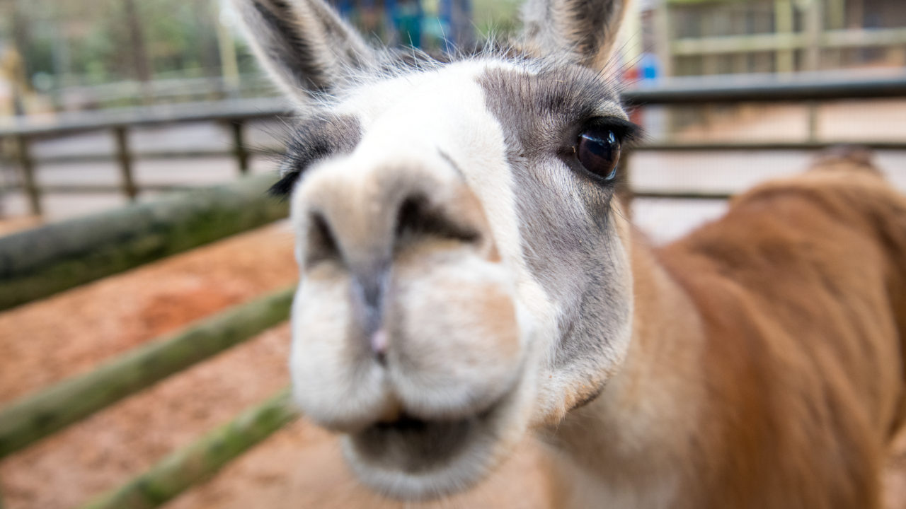 up-close boop of Fiesta the llama