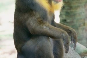 Year of the Monkey – Mandrills