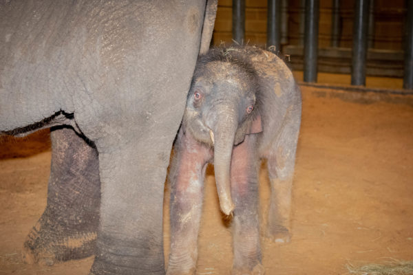 It’s a Girl! Asian Elephant Gives Birth at the Zoo