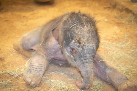 Bouncing Baby Boy Elephant, Teddy, Born at the Zoo - The Houston Zoo