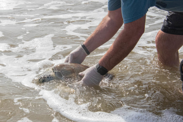 Spring Break Sea Turtle Release