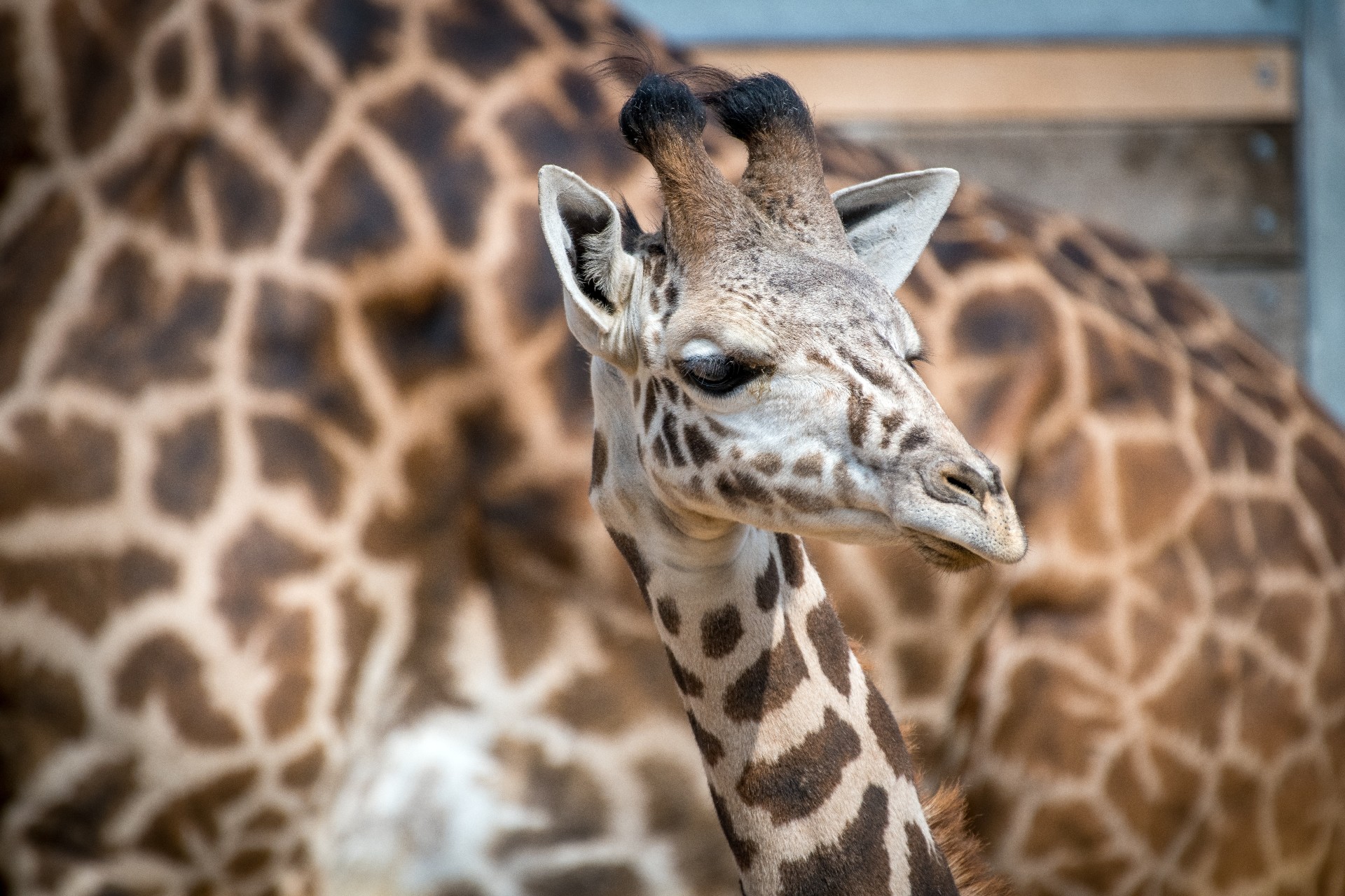 Member Morning - The Houston Zoo