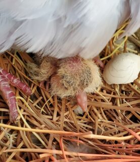 A mindanao bleeding heart dove hatchling