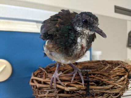 A mindanao bleeding heart dove hatchling