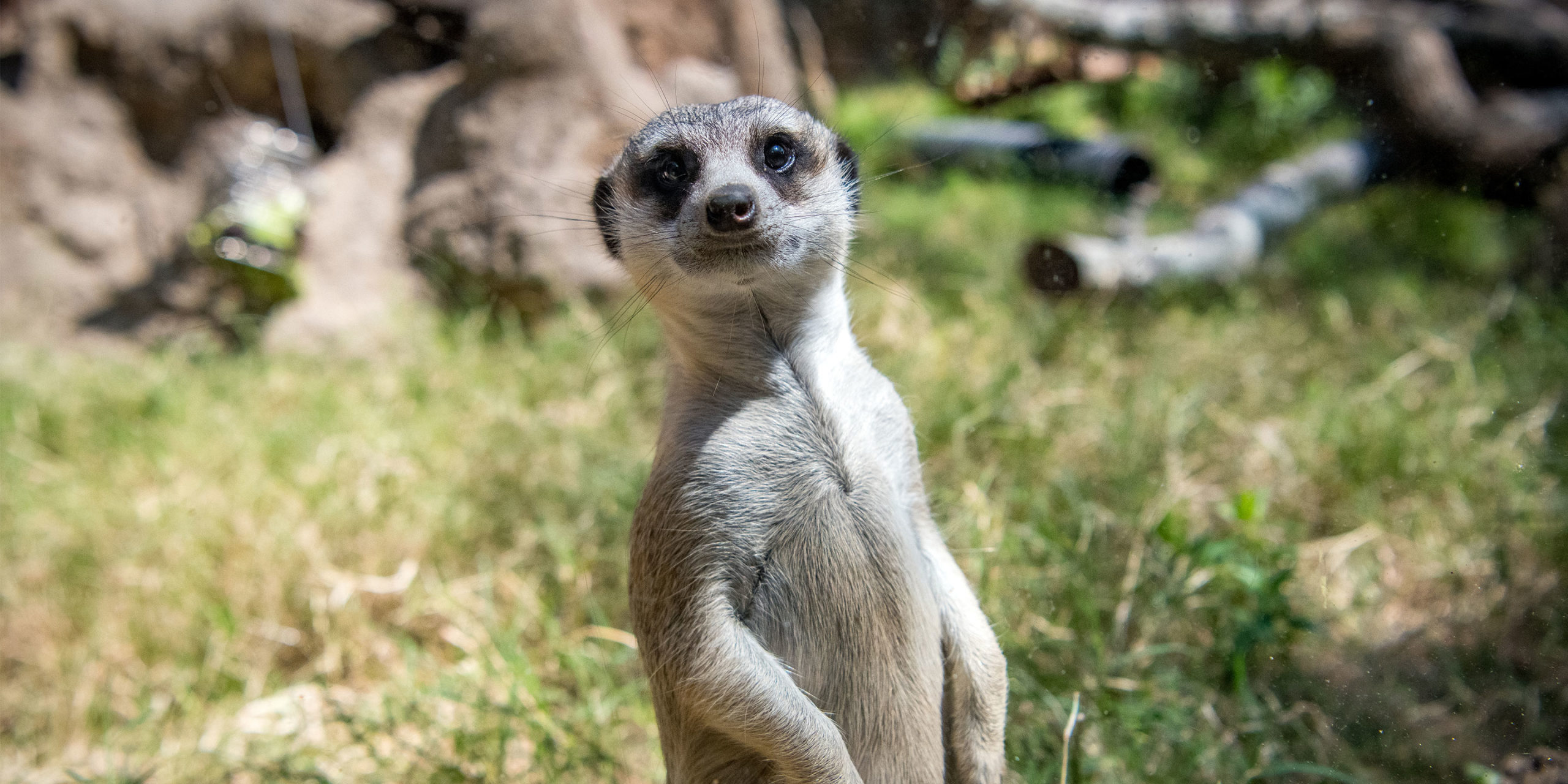 welcome-to-the-zoo-the-houston-zoo