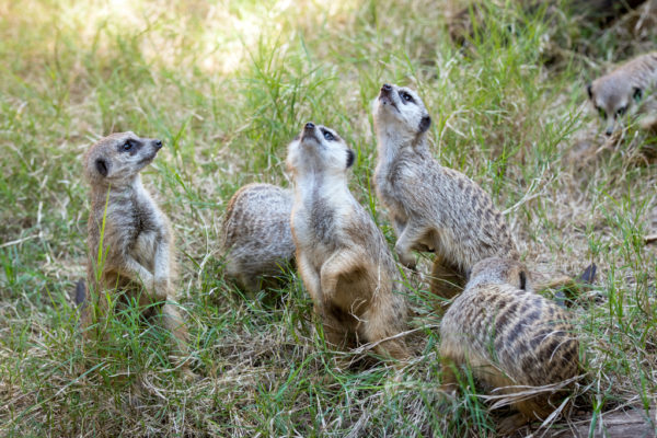 Good News: We Are Protecting Wildlife Around the Globe