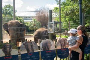 Guests visiting Asian elephant herd