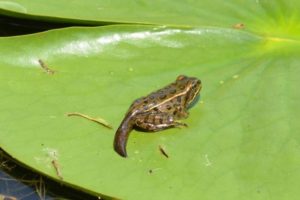 Metamorphosis – What Is It?