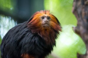 Golden-headed Lion Tamarins: “Golden Opportunity”
