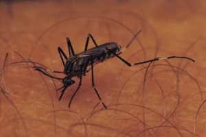 Mosquito Magnet