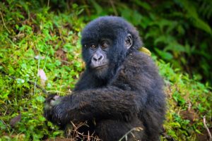 Protect Gorillas by Joining the Action for Apes Challenge!