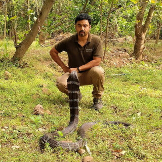 conservation partner and king cobra