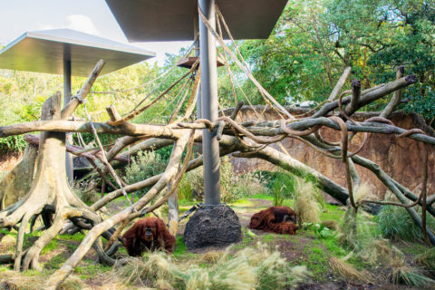 Home Makeover: Orangutan Edition - The Houston Zoo