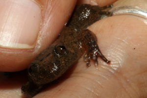 Searching for Reptiles and Amphibians in India: Day 2