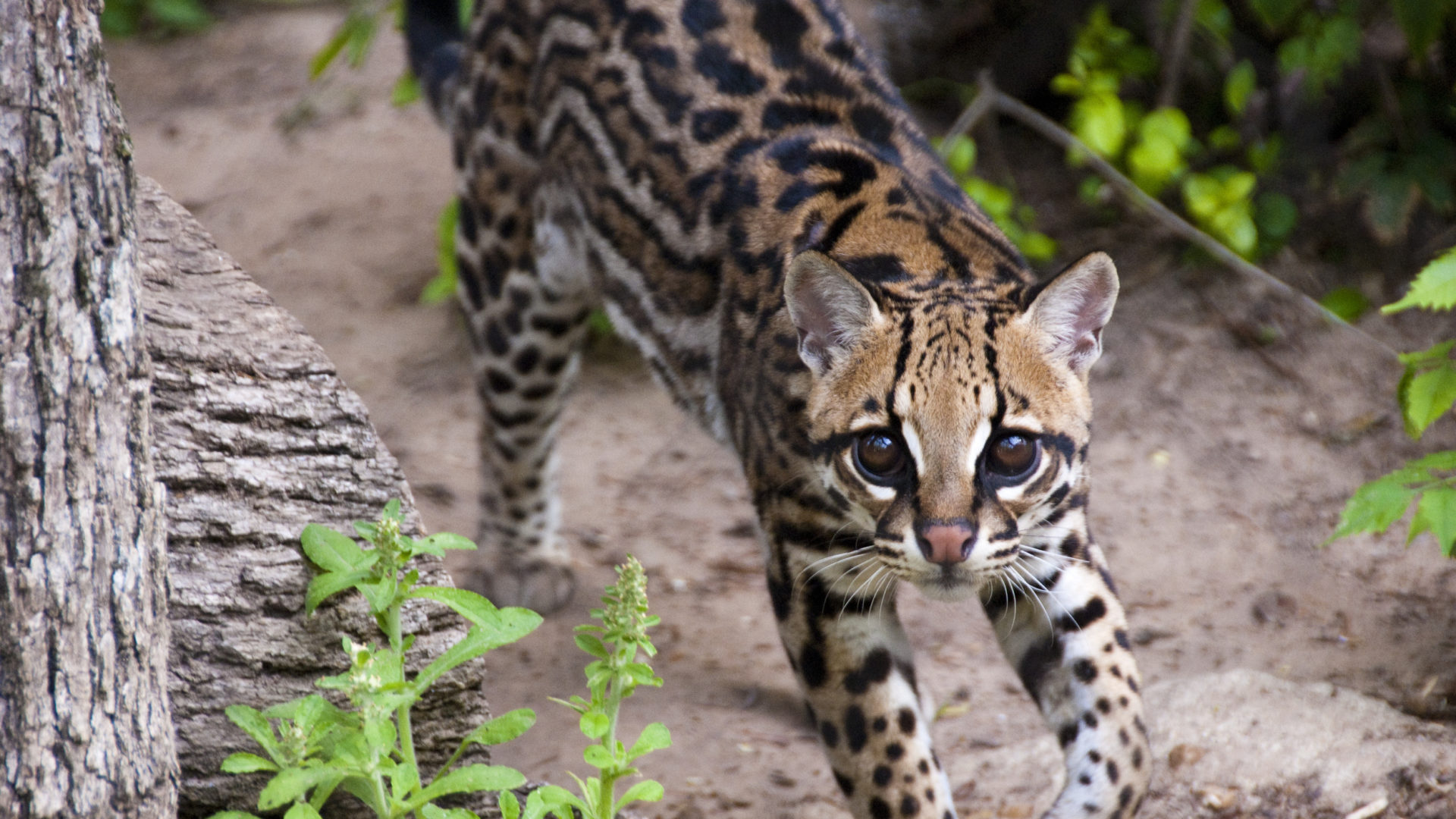 Ocelot - The Houston Zoo