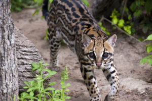 Ocelot