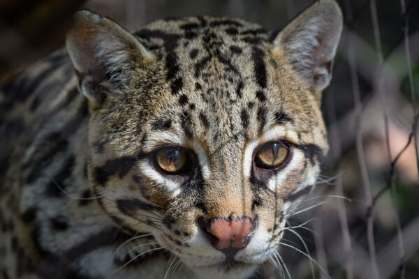 Ocelot - The Houston Zoo