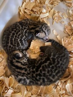 ocelot cubs sleeping